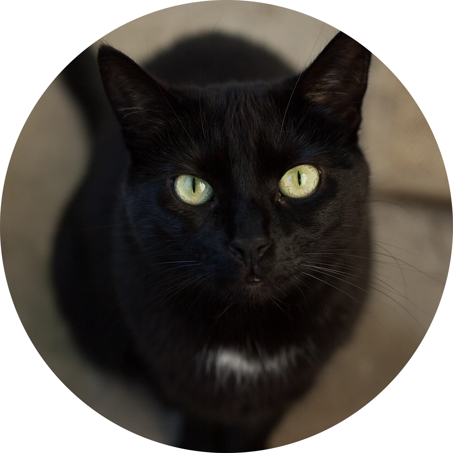 Cleo